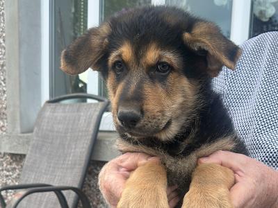German Shepherd puppies in Kildare