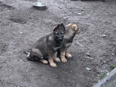 German Shepherd puppies in Kildare