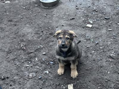 German Shepherd puppies in Kildare
