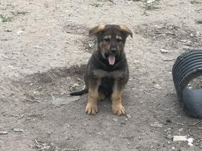 German Shepherd puppies in Kildare