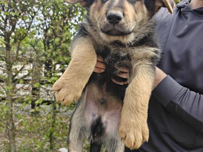 German Shepherd puppies in Kildare