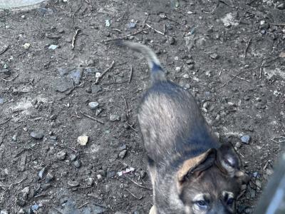 German Shepherd puppies in Kildare
