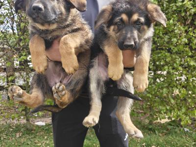 German Shepherd puppies in Kildare