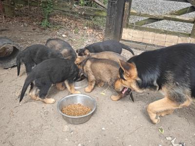 German Shepherd puppies in Kildare