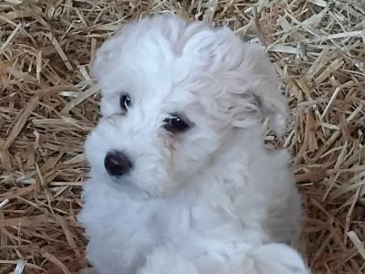 Cavachon puppies in Limerick