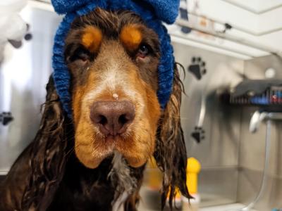 Gorgeous Cocker Spaniel for stud in Westmeath