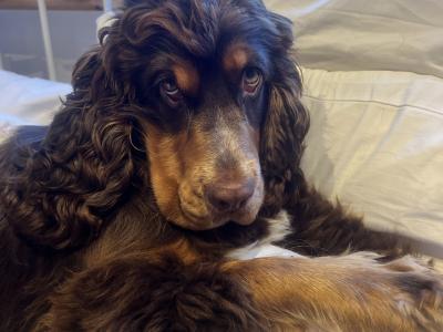 Gorgeous Cocker Spaniel for stud in Westmeath