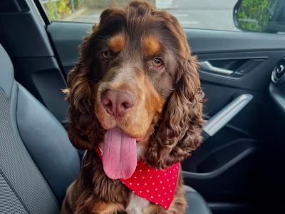 Gorgeous Cocker Spaniel for stud in Westmeath