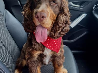 Gorgeous Cocker Spaniel for stud in Westmeath