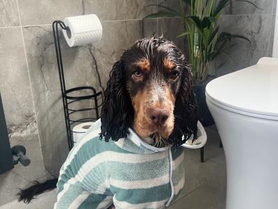 Gorgeous Cocker Spaniel for stud in Westmeath
