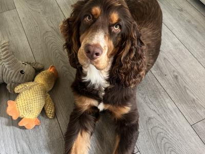 Gorgeous Cocker Spaniel for stud in Westmeath