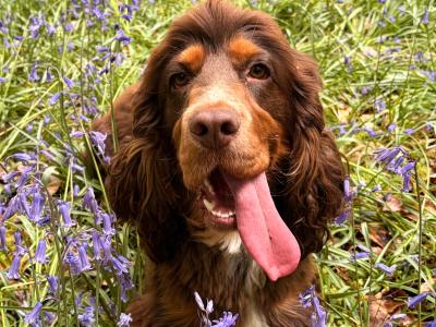 Gorgeous Cocker Spaniel for stud in Westmeath