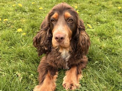 Gorgeous Cocker Spaniel for stud in Westmeath