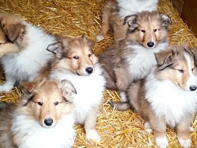 Rough Collie pups (lassie type) 3 males, 1 female remaining