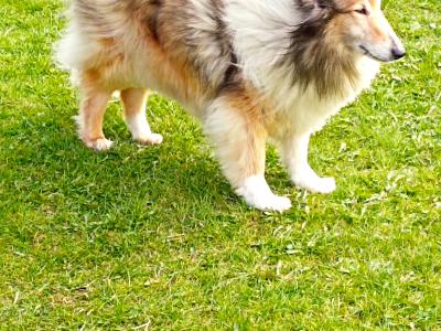 Rough Collie pups (lassie type) 3 males, 1 female remaining
