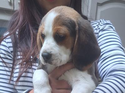 Adorable purebred Beagle puppies in Dublin