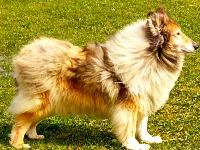 Rough Collie pups (lassie type) 3 males, 1 female remaining