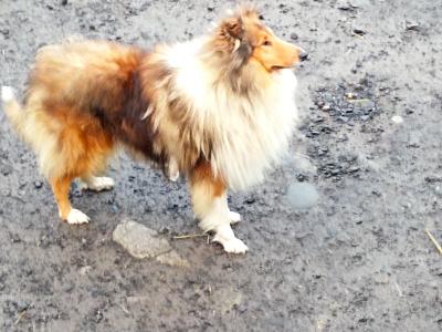 Rough Collie pups (lassie type) 3 males, 1 female remaining