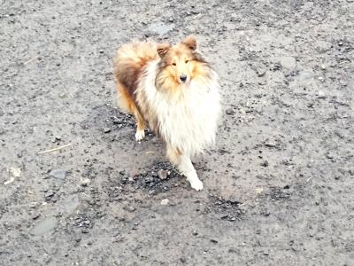 Rough Collie pups (lassie type) 3 males, 1 female remaining