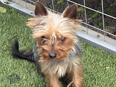 IKC Registered Yorkshire Terrier for Stud