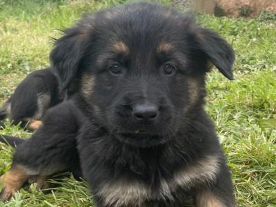 Golden Shepherd puppies (Golden Retriever x German Shepherd) in Wexford