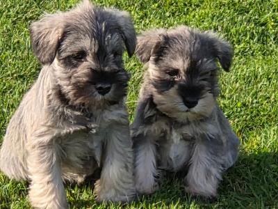 IKC Registered miniature Schnauzer puppies in Wexford