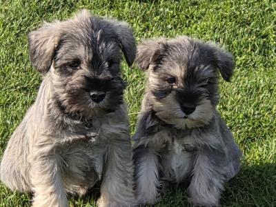 IKC Registered miniature Schnauzer puppies in Wexford