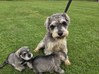IKC Registered miniature Schnauzer puppies in Wexford