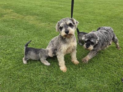IKC Registered miniature Schnauzer puppies in Wexford