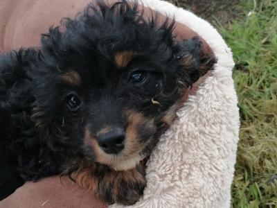 Cavapoo puppies in Limerick