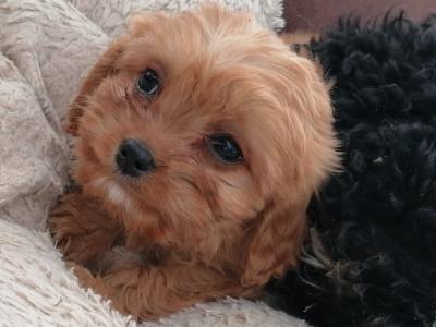Cavapoo puppies in Limerick