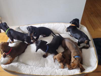 Stunning Standard Dachshund puppies in Westmeath