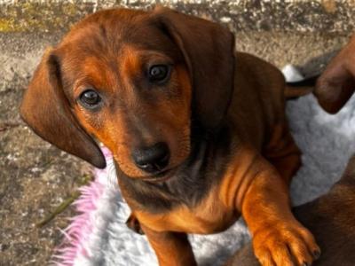 Stunning Standard Dachshund puppies in Westmeath