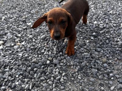 Stunning Standard Dachshund puppies in Westmeath