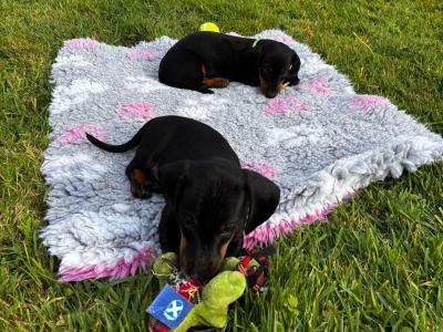 Stunning Standard Dachshund puppies in Westmeath