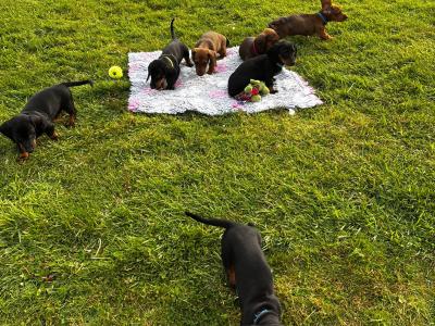 Stunning Standard Dachshund puppies in Westmeath