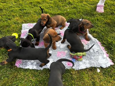 Stunning Standard Dachshund puppies in Westmeath