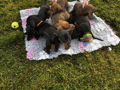 Stunning Standard Dachshund puppies in Westmeath