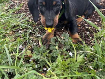Stunning Standard Dachshund puppies in Westmeath