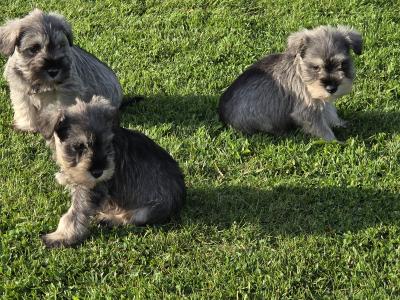 IKC Registered miniature Schnauzer puppies in Wexford