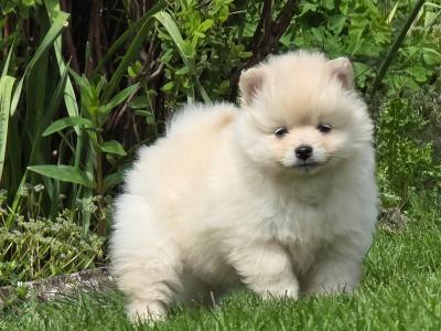 Beautiful Pomeranian puppies for sale 🐶