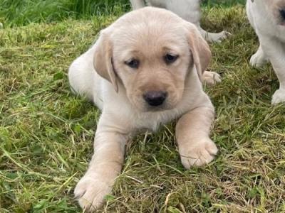Labrador puppies in Cork