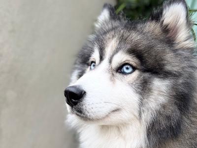 Pomsky at stud