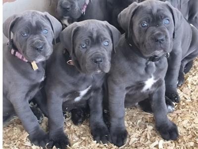 Beautiful and rare IKC Registered Cane Corso puppies in Wexford