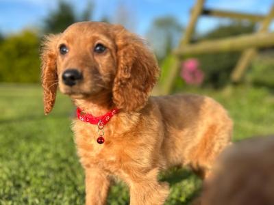 Male Cavapoos
