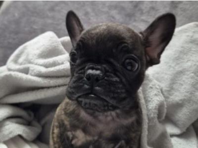 Beautiful male French Bulldog puppy for sale in Waterford