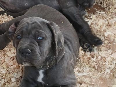 Beautiful and rare IKC Registered Cane Corso puppies in Wexford