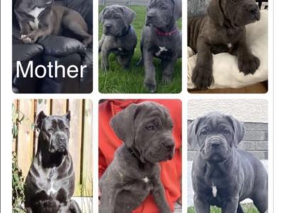 Beautiful and rare IKC Registered Cane Corso puppies in Wexford