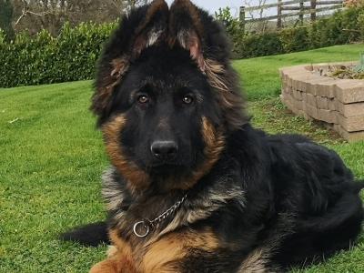 IKC Registered Pedigree German Shepherd World Champions Lineage