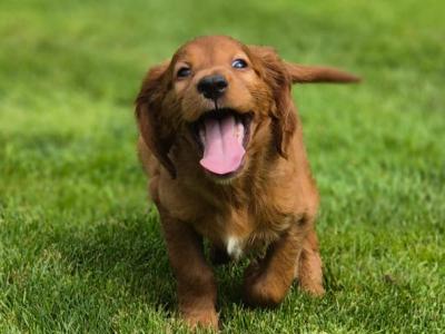 IKC Registered Champion Irish Setter puppies available in Limerick